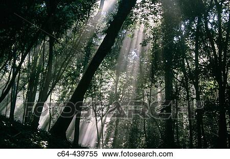 Mayan Biosphere Reserve. Yucatan Peninsula. Guatemala View Large Photo Image Stock Photography - Mayan Biosphere Reserve. Yucatan Peninsula. Guatemala. Fotosearch