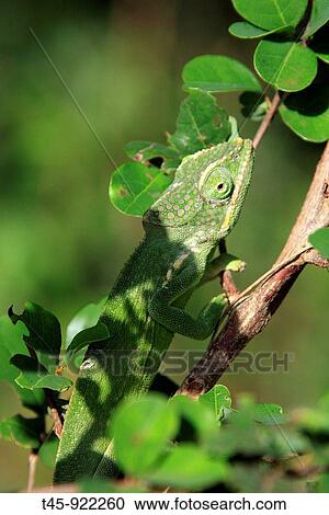 Mayotte Chameleon (Furcifer polleni), male. Mayotte, Comoros archipelago, France View Large Photo Image Stock Image - Mayotte Chameleon (Furcifer polleni), male. Mayotte, Comoros archipelago, France. Fotosearch