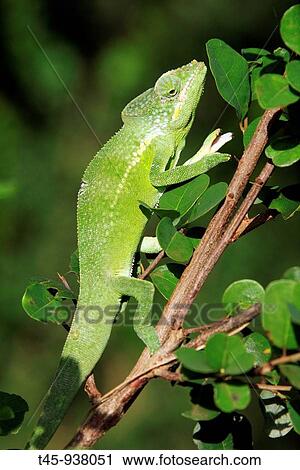 Mayotte Chameleon (Furcifer polleni), male. Ouangani, Mayotte, Comoros archipelago, France View Large Photo Image Stock Image - Mayotte Chameleon (Furcifer polleni), male. Ouangani, Mayotte, Comoros archipelago, France. Fotosearch