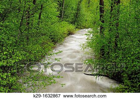 McRae Creek and spring foliage, near Paulson, BC, Canada View Large Photo Image Stock Photo - McRae Creek and spring foliage, near Paulson, BC, Canada. Fotosearch