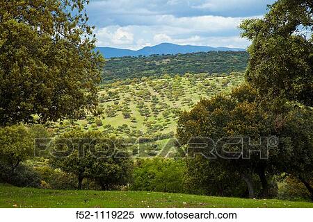 Meadow, Andujar Natural Park, Jaen, Andalusia, Spain View Large Photo Image Stock Photography - Meadow, Andujar Natural Park, Jaen, Andalusia, Spain. Fotosearch