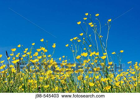 Meadow Buttercups (Ranunculus acris). Bavaria, Germany, Europe. View Large Photo Image Stock Image - Meadow Buttercups (Ranunculus acris). Bavaria, Germany, Europe.. Fotosearch