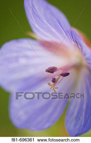 Meadow Crane? s-bill - Geranium pratense - close-up of flower showing stamens Scotland June View Large Photo Image Stock Image - Meadow Crane? s-bill - Geranium pratense - close-up of flower showing stamens Scotland June. Fotosearch
