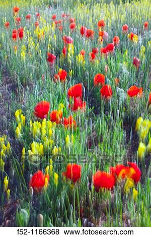 Meadow in spring, La Serena, Badajoz province, Extremadura, Spain View Large Photo Image Stock Photo - Meadow in spring, La Serena, Badajoz province, Extremadura, Spain. Fotosearch