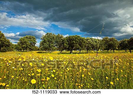 Meadow in spring, Monfrag? e National Park, Caceres province, Extremadura, Spain View Large Photo Image Stock Image - Meadow in spring, Monfrag? e National Park, Caceres province, Extremadura, Spain. Fotosearch