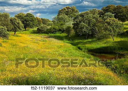 Meadow in spring, Monfrag? e National Park, Caceres province, Extremadura, Spain View Large Photo Image Stock Photo - Meadow in spring, Monfrag? e National Park, Caceres province, Extremadura, Spain. Fotosearch