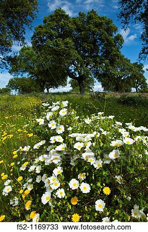 Meadow in spring, Monfrague National Park, Caceres province, Extremadura, Spain View Large Photo Image Stock Image - Meadow in spring, Monfrague National Park, Caceres province, Extremadura, Spain. Fotosearch