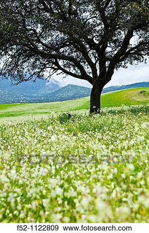 Meadow in spring, Sierra de Andjar Natural Park, Jaen province, Andalusia, Spain View Large Photo Image Stock Photo - Meadow in spring, Sierra de Andjar Natural Park, Jaen province, Andalusia, Spain. Fotosearch