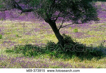 Stock Photography - Meadow in spring. Fotosearch