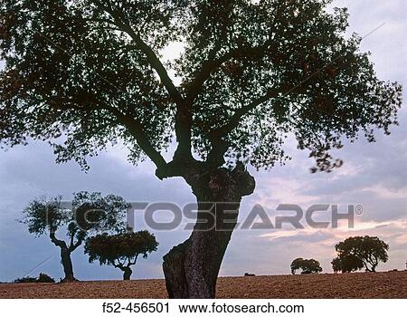Stock Image - Meadow landscapes. Oaks at dusk. Badajoz province. Spain.. Fotosearch