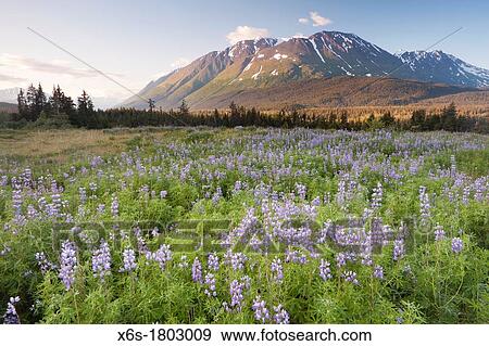 Meadow of Nootka Lupine - Lupinus nootkiensis -, Seward Highway, Alaska, U S A View Large Photo Image Stock Photo - Meadow of Nootka Lupine - Lupinus nootkiensis -, Seward Highway, Alaska, U S A. Fotosearch