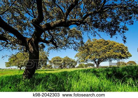 meadow of oaks, Santarem district, Medio Tejo, region center, Portugal, Europe. View Large Photo Image Stock Image - meadow of oaks, Santarem district, Medio Tejo, region center, Portugal, Europe.. Fotosearch
