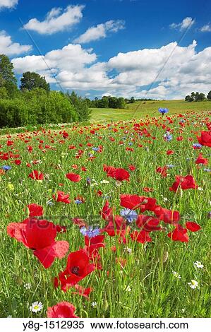Meadow with blooming poppies near Slupsk, Poland, Europe View Large Photo Image Stock Photography - Meadow with blooming poppies near Slupsk, Poland, Europe. Fotosearch