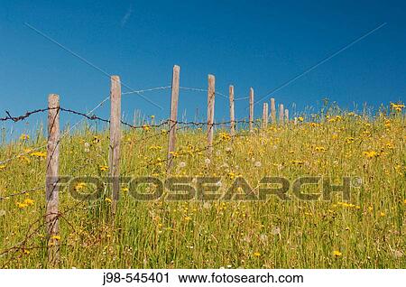 Meadow with fence in spring. Allg? u (Allgaeu / Allgau), Bavaria, Germany, Europe. View Large Photo Image Stock Image - Meadow with fence in spring. Allg? u (Allgaeu / Allgau), Bavaria, Germany, Europe.. Fotosearch
