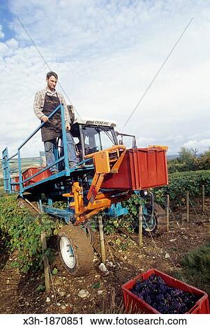 Mechanical harvesting, Aube department, Champagne-Ardenne region, France, Europe View Large Photo Image Stock Image - Mechanical harvesting, Aube department, Champagne-Ardenne region, France, Europe. Fotosearch