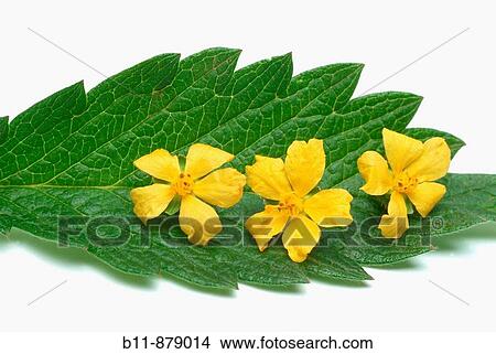 Medicinal plant, Odermennig, Common Agrimony, Agrimonia eupatoria View Large Photo Image Picture - Medicinal plant, Odermennig, Common Agrimony, Agrimonia eupatoria. Fotosearch