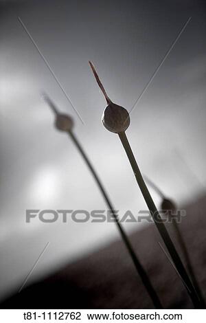 Mediterranean beach flower View Large Photo Image Stock Image - Mediterranean beach flower. Fotosearch
