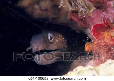 Mediterranean Moray (Muraena helena). Galicia, Spain View Large Photo Image Stock Photo - Mediterranean Moray (Muraena helena). Galicia, Spain. Fotosearch