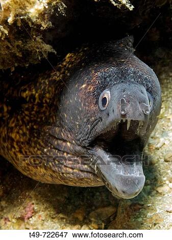 Mediterranean Moray (Muraena helena) View Large Photo Image Stock Photo - Mediterranean Moray (Muraena helena). Fotosearch