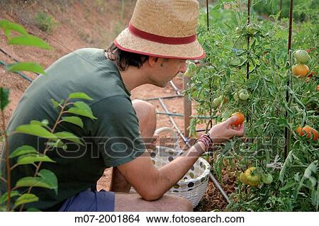 Picture - Mediterranean organic farming, vegetable garden, Tomatoe recollection,. La Rioja, Rioja wine regi? n, Spain. Europe.. Fotosearch