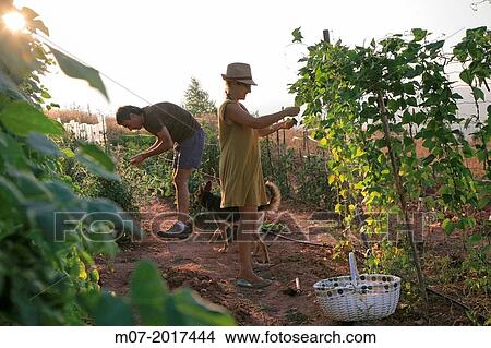 Mediterranean organic farming, vegetable garden, Riojan red beens from Anguiano. La Rioja, Rioja wine regi? n, Spain. Europe. View Large Photo Image Picture - Mediterranean organic farming, vegetable garden, Riojan red beens from Anguiano. La Rioja, Rioja wine regi? n, Spain. Europe.. Fotosearch
