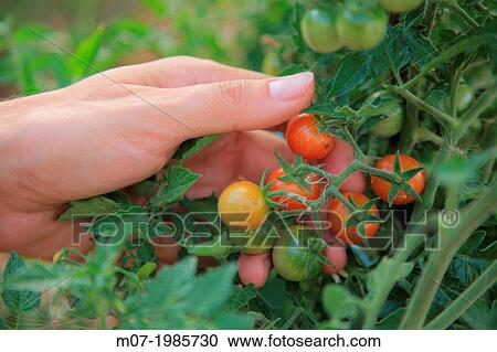 Mediterranean organic farming, vegetable garden, Cherry Tomatoes. La Rioja, Rioja wine regi? n, Spain. Europe. View Large Photo Image Stock Image - Mediterranean organic farming, vegetable garden, Cherry Tomatoes. La Rioja, Rioja wine regi? n, Spain. Europe.. Fotosearch