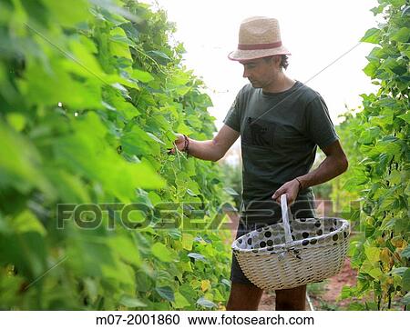 Mediterranean organic farming, vegetable garden, Riojan red beens from Anguiano. La Rioja, Rioja wine regi? n, Spain. Europe. View Large Photo Image Stock Image - Mediterranean organic farming, vegetable garden, Riojan red beens from Anguiano. La Rioja, Rioja wine regi? n, Spain. Europe.. Fotosearch