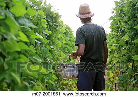 Mediterranean organic farming, vegetable garden, Riojan red beens from Anguiano. La Rioja, Rioja wine regi? n, Spain. Europe. View Large Photo Image Stock Image - Mediterranean organic farming, vegetable garden, Riojan red beens from Anguiano. La Rioja, Rioja wine regi? n, Spain. Europe.. Fotosearch