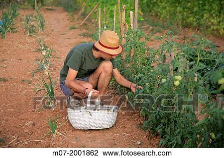 Mediterranean organic farming, vegetable garden, Riojan red beens from Anguiano. La Rioja, Rioja wine regi? n, Spain. Europe. View Large Photo Image Stock Image - Mediterranean organic farming, vegetable garden, Riojan red beens from Anguiano. La Rioja, Rioja wine regi? n, Spain. Europe.. Fotosearch