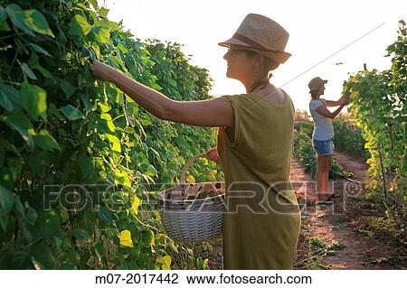 Mediterranean organic farming, vegetable garden, Riojan red beens from Anguiano. La Rioja, Rioja wine regi? n, Spain. Europe. View Large Photo Image Stock Image - Mediterranean organic farming, vegetable garden, Riojan red beens from Anguiano. La Rioja, Rioja wine regi? n, Spain. Europe.. Fotosearch