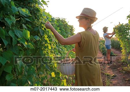 Mediterranean organic farming, vegetable garden, Riojan red beens from Anguiano. La Rioja, Rioja wine regi? n, Spain. Europe. View Large Photo Image Stock Image - Mediterranean organic farming, vegetable garden, Riojan red beens from Anguiano. La Rioja, Rioja wine regi? n, Spain. Europe.. Fotosearch