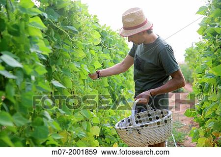 Mediterranean organic farming, vegetable garden, Riojan red beens from Anguiano. La Rioja, Rioja wine regi? n, Spain. Europe. View Large Photo Image Stock Photo - Mediterranean organic farming, vegetable garden, Riojan red beens from Anguiano. La Rioja, Rioja wine regi? n, Spain. Europe.. Fotosearch