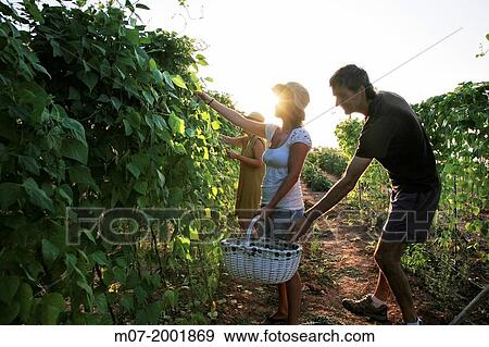 Mediterranean organic farming, vegetable garden, Riojan red beens from Anguiano. La Rioja, Rioja wine regi? n, Spain. Europe. View Large Photo Image Stock Photo - Mediterranean organic farming, vegetable garden, Riojan red beens from Anguiano. La Rioja, Rioja wine regi? n, Spain. Europe.. Fotosearch