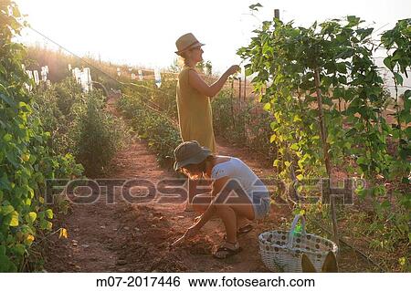 Mediterranean organic farming, vegetable garden, Riojan red beens from Anguiano. La Rioja, Rioja wine regi? n, Spain. Europe. View Large Photo Image Stock Photograph - Mediterranean organic farming, vegetable garden, Riojan red beens from Anguiano. La Rioja, Rioja wine regi? n, Spain. Europe.. Fotosearch