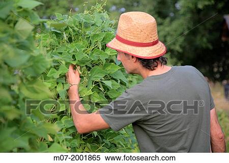 Stock Photography - Mediterranean organic farming, vegetable garden, Riojan red beens from Anguiano. La Rioja, Rioja wine regi? n, Spain. Europe.. Fotosearch