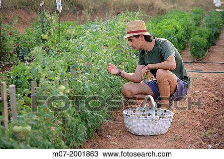 Mediterranean organic tomatoes farming, vegetable garden, La Rioja, Rioja wine regi? n, Spain. Europe. View Large Photo Image Stock Image - Mediterranean organic tomatoes farming, vegetable garden, La Rioja, Rioja wine regi? n, Spain. Europe.. Fotosearch