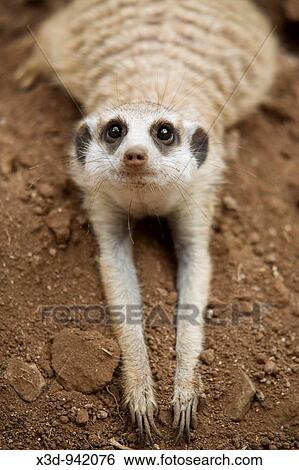 Stock Photograph - Meercat Suricata Suricatta laying down cooling off. Fotosearch