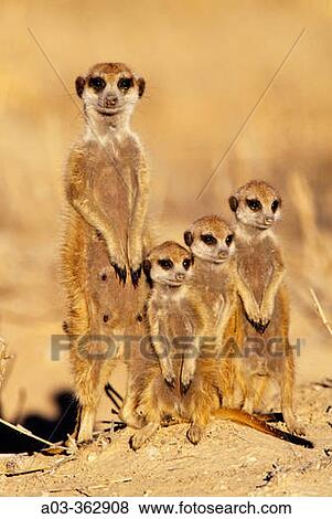 Meerkat or suricate (Suricata suricatta) family group. Kgalagadi Transfrontier Park, Kalahari. South Africa. View Large Photo Image Stock Photo - Meerkat or suricate (Suricata suricatta) family group. Kgalagadi Transfrontier Park, Kalahari. South Africa.. Fotosearch