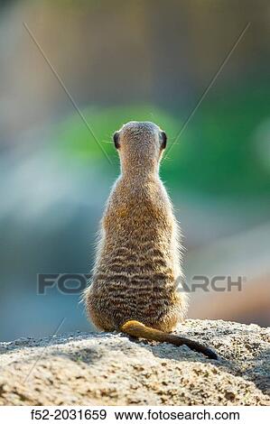 Stock Photo - Meerkat or suricate (Suricata suricatta), Namib, Africa. Fotosearch
