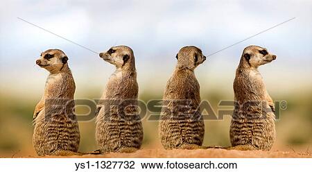 MEERKAT suricata suricatta, ADULTS LOOKING AROUND, SITTING ON SAND, NAMIBIA View Large Photo Image Stock Image - MEERKAT suricata suricatta, ADULTS LOOKING AROUND, SITTING ON SAND, NAMIBIA. Fotosearch