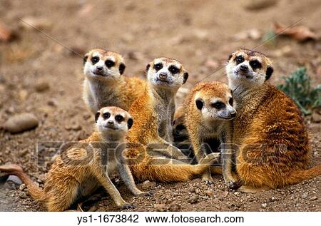 Stock Image - Meerkat, suricata suricatta, Group standing on Ground. Fotosearch