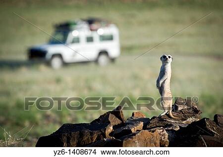 Picture - Meerkat Suricata suricatta standing on rocks with Landrover in the background Namib desert, Namibia. Fotosearch