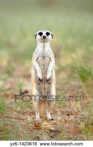 Stock Photograph - Meerkat (Suricata suricatta) standing on his hind legs, Namibia. Fotosearch