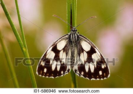 Melanargia galathea View Large Photo Image Stock Photograph - Melanargia galathea. Fotosearch