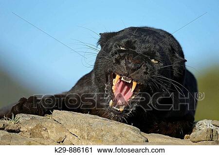 Stock Image - Melanistic black leopard Panthera pardus- captive. Fotosearch
