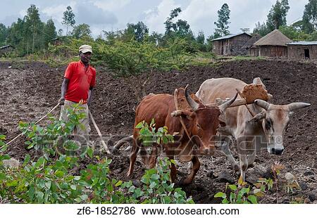 Melka Country Ethiopia Africa Oromo Tribe man working plowing fields in farm with oxen and home in background 2 View Large Photo Image Stock Photograph - Melka Country Ethiopia Africa Oromo Tribe man working plowing fields in farm with oxen and home in background 2. Fotosearch