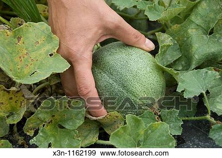 Melon View Large Photo Image Stock Photo - Melon. Fotosearch