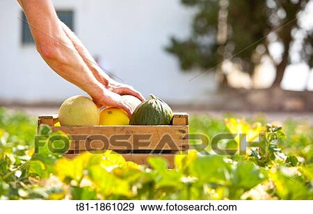 melons collection varied, View Large Photo Image Stock Photo - melons collection varied,. Fotosearch