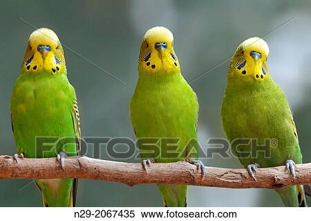 Melopsittacus undulatus, shell parakeet, captive, Germany View Large Photo Image Stock Photography - Melopsittacus undulatus, shell parakeet, captive, Germany. Fotosearch