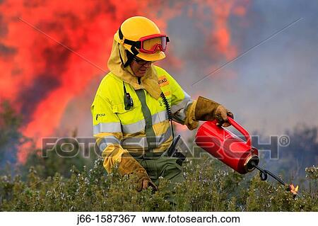 Stock Photo - Member of extinguishing forest fires with drip torch in a controlled burn in Valencia. Fotosearch